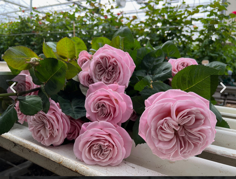 New ! VIP 2025Rebellion sweet cutting rose