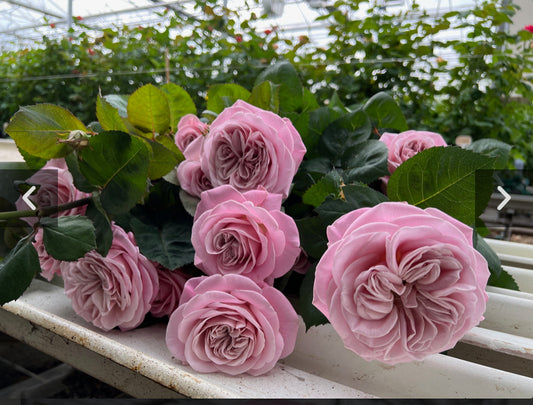 New ! VIP 2025Rebellion sweet cutting rose