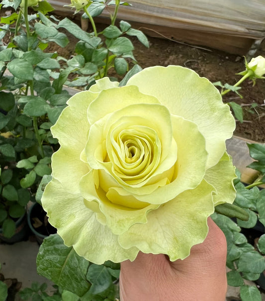 Dutch Schreurs Jutta green rose