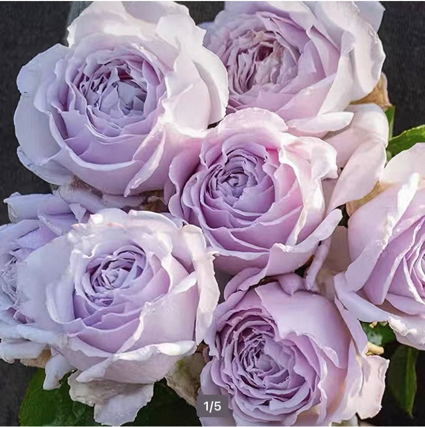 New! Asia rose Chengkong 澄空