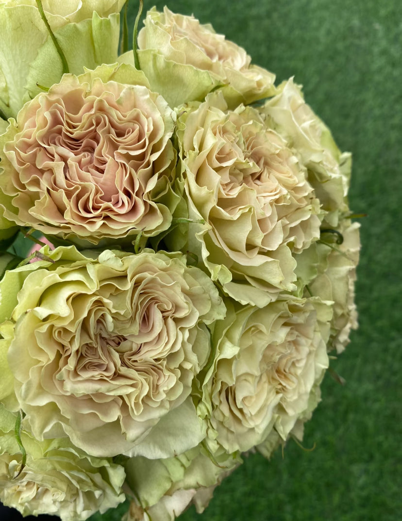 Dutch schreurs cutting rose Shangguan waer