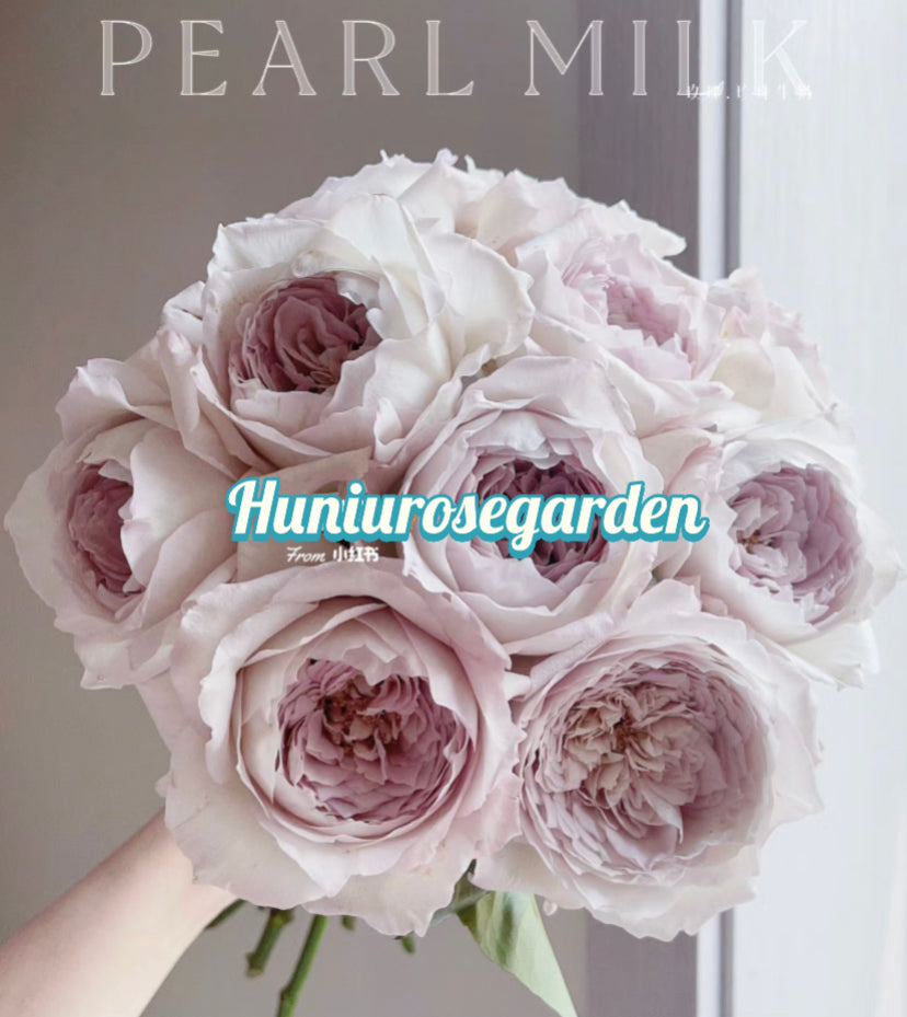 Pearl milk Japanese rose