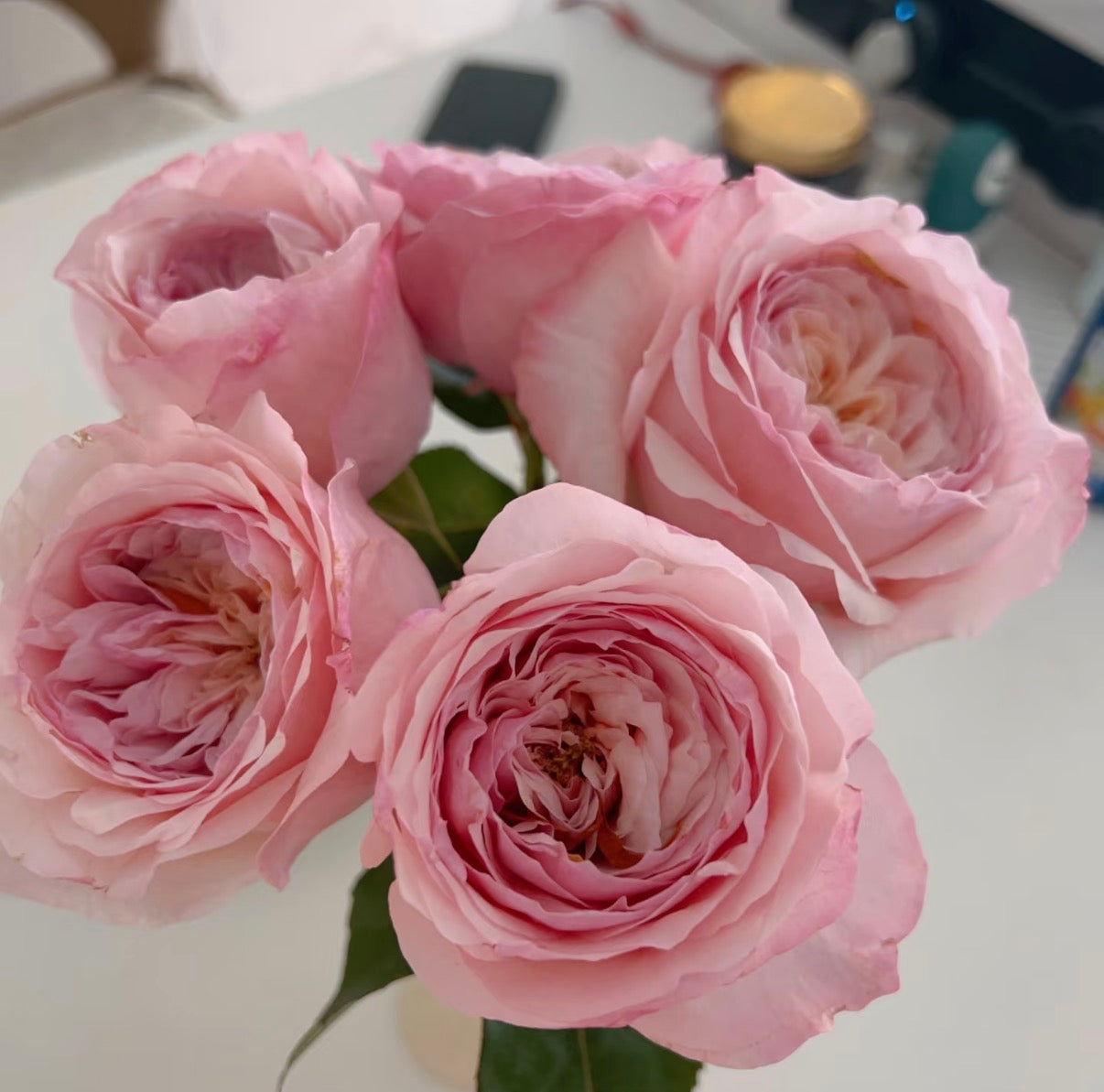 2026 new varieties Victory’s pink
