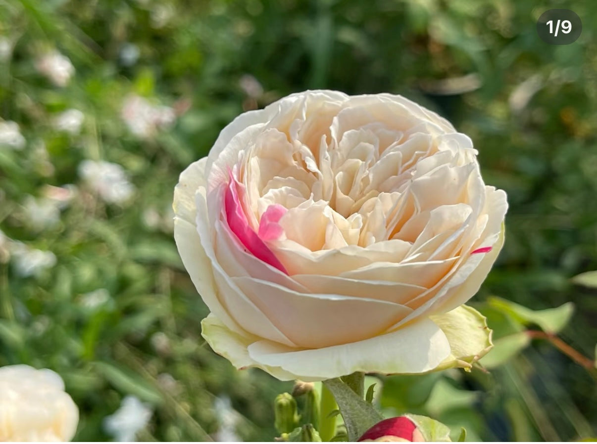 Temptress moon Japanese special rose 风月and Shiratama rose白玉