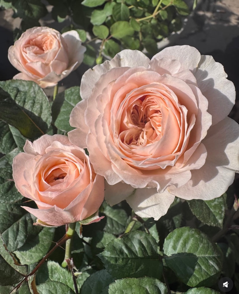 Pardise Beach Dutch cutting rose