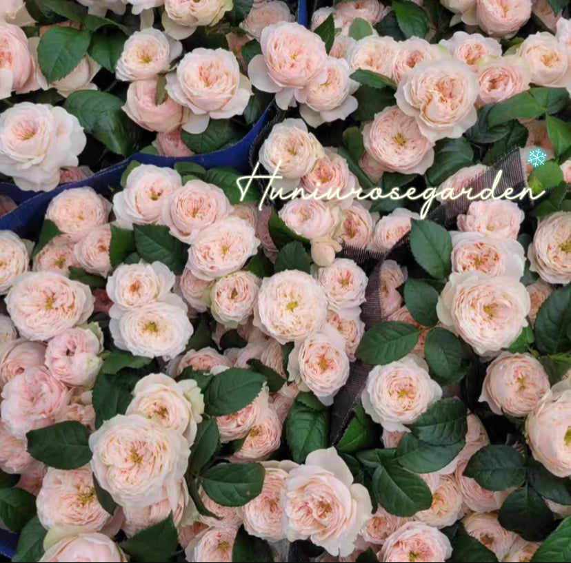New!! cutting rose sweet diamond