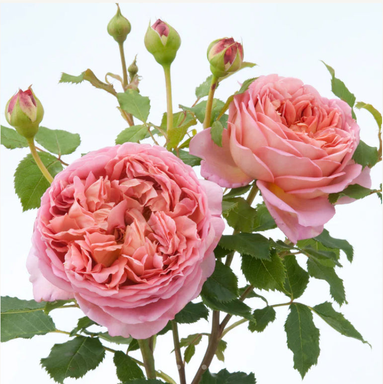 English Jubilee cele rose 银禧庆典