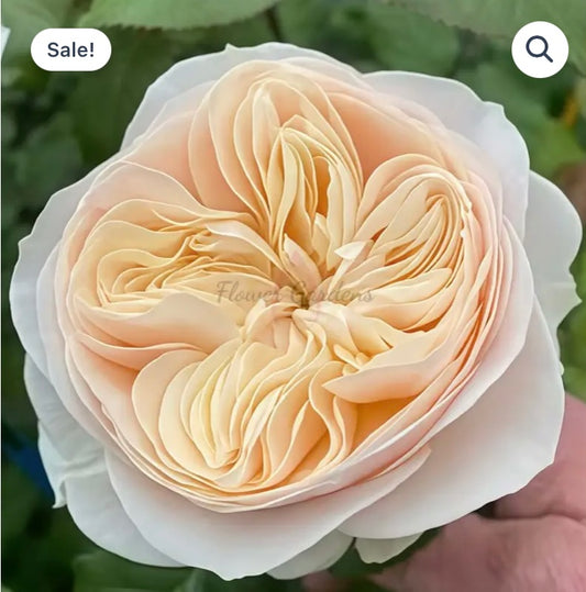 New, cutting rose plants Frey Garden