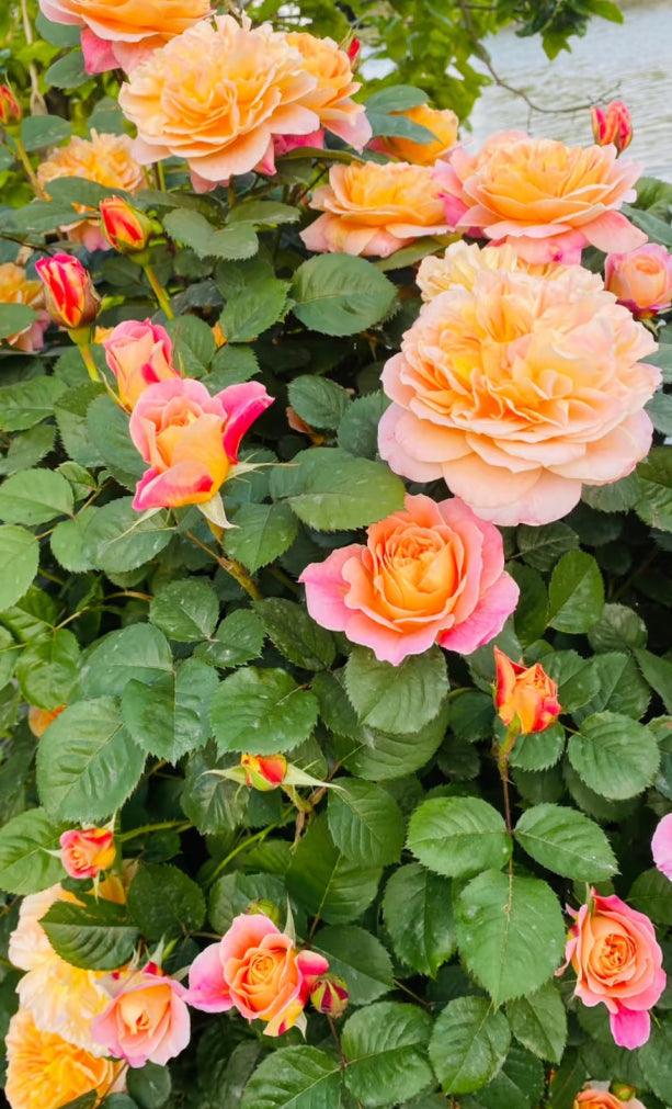 The impression big climbing rose