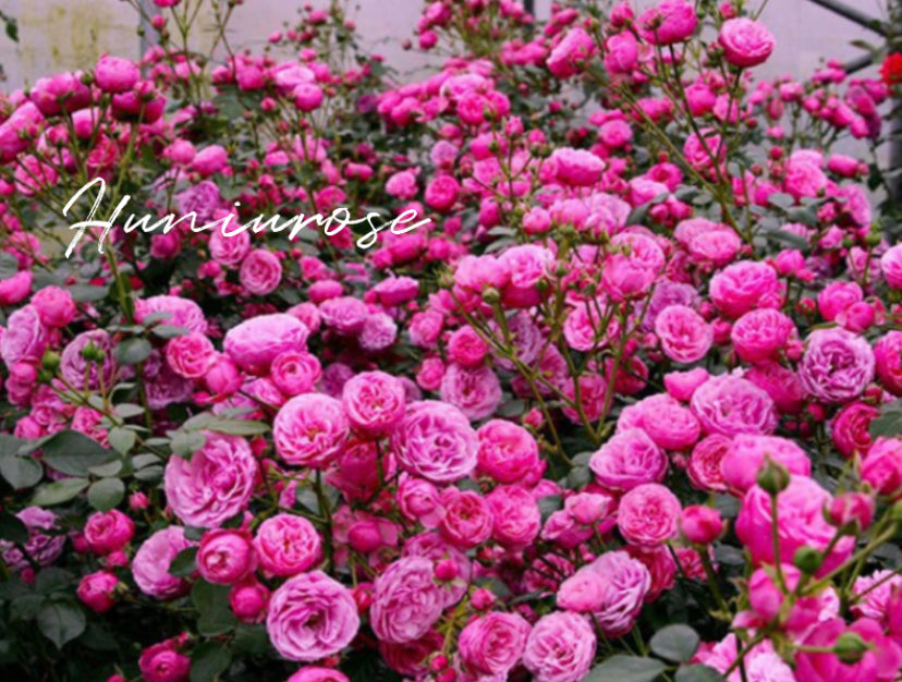 Pomponella rosé Germany Koders