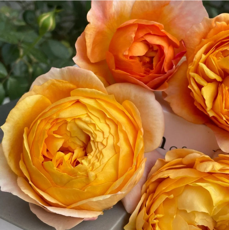 2024, New Asia rose , pumpkin puff