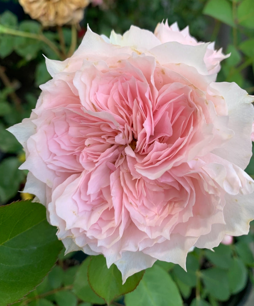 Monique Darve French rose