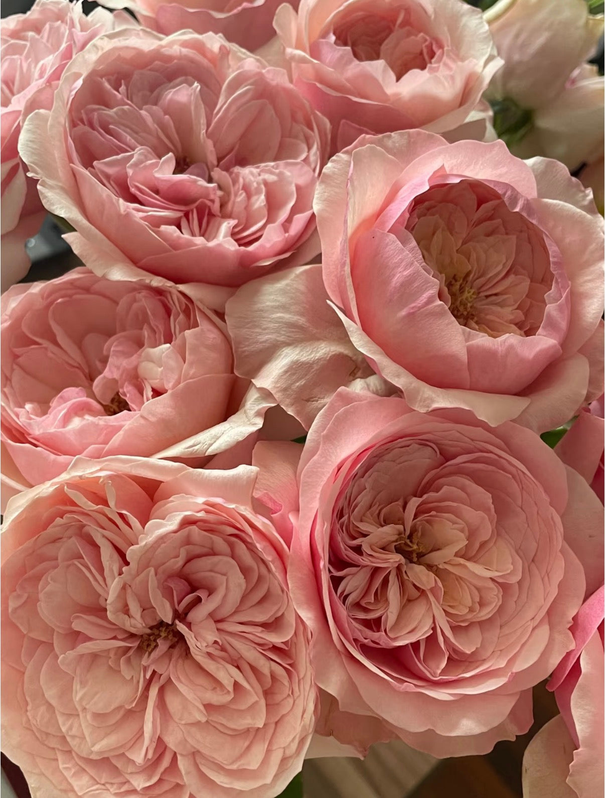 2026 new varieties Victory’s pink