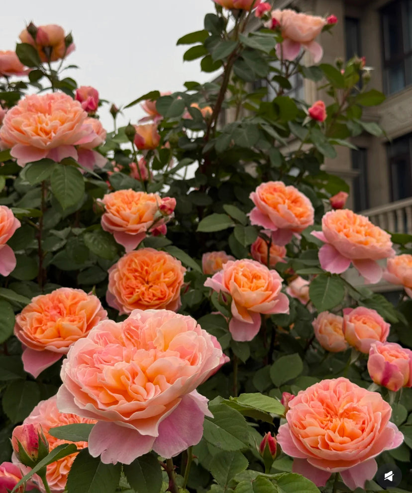 The impression big climbing rose