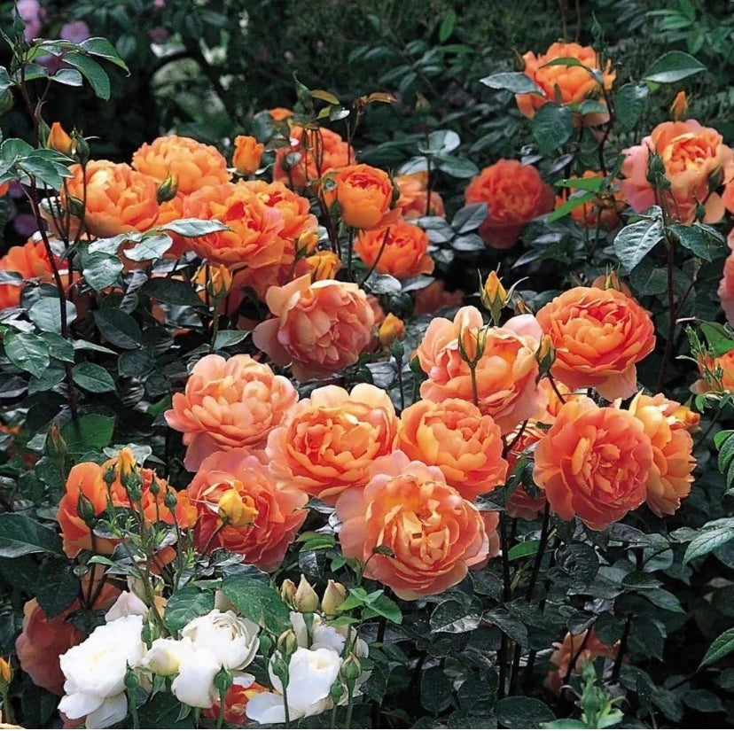 Pat Austin David Austin rose