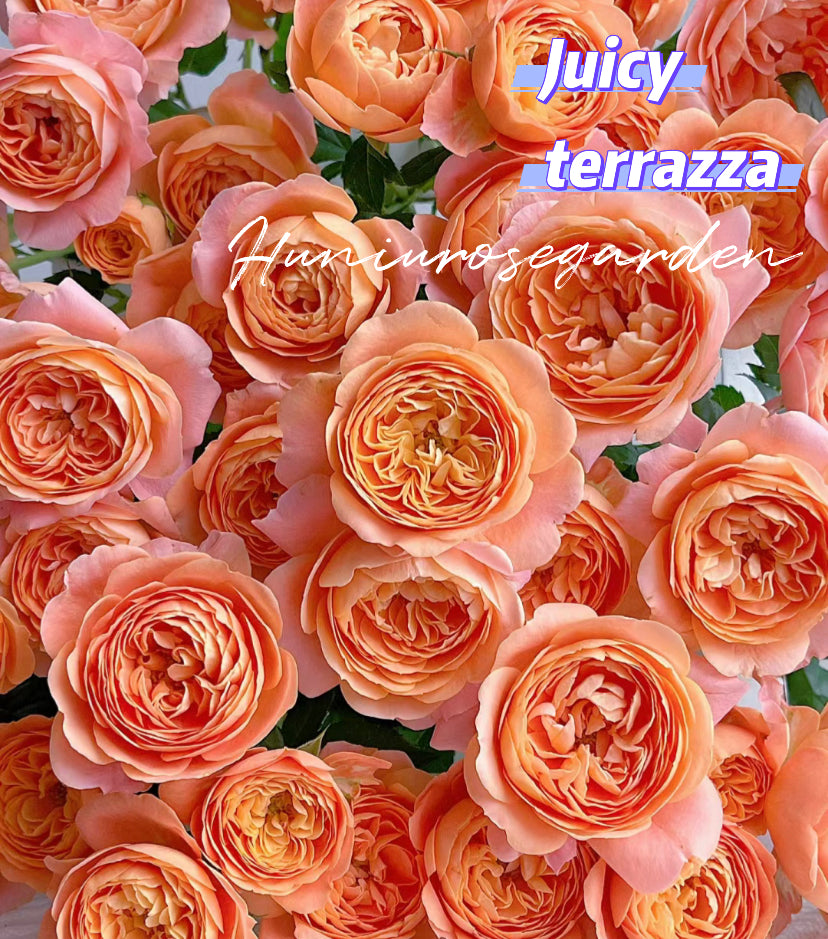 Juicy Terrazza Balcony Series