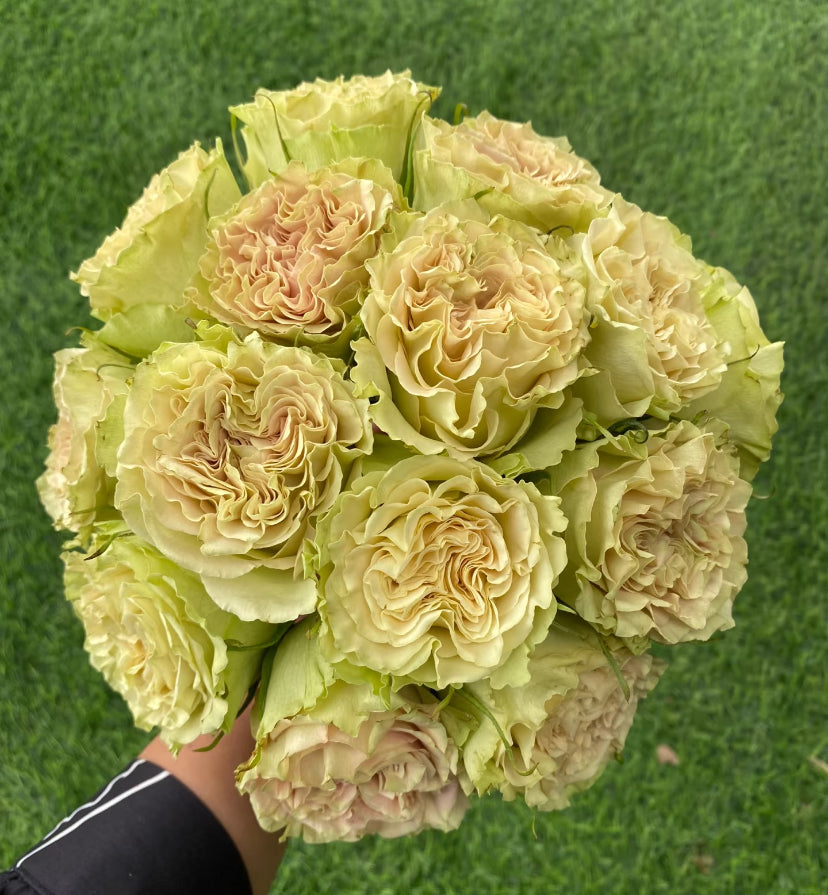 Dutch schreurs cutting rose Shangguan waer