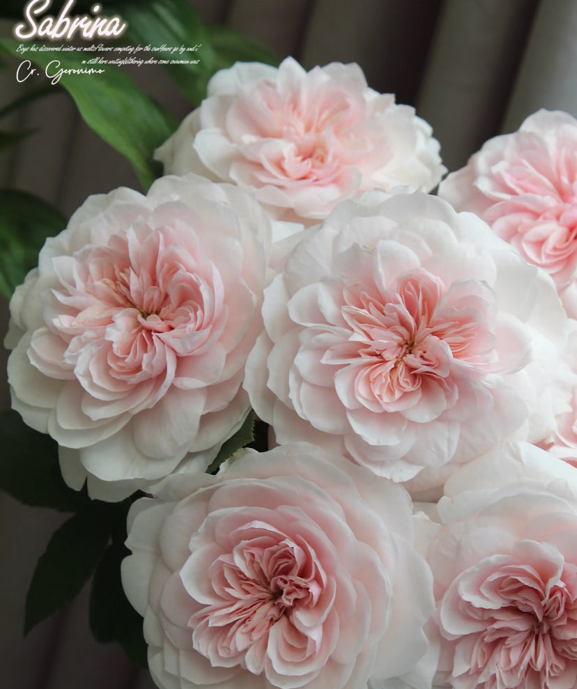 French Meiland Sabrina ADR rewards small climbing rose