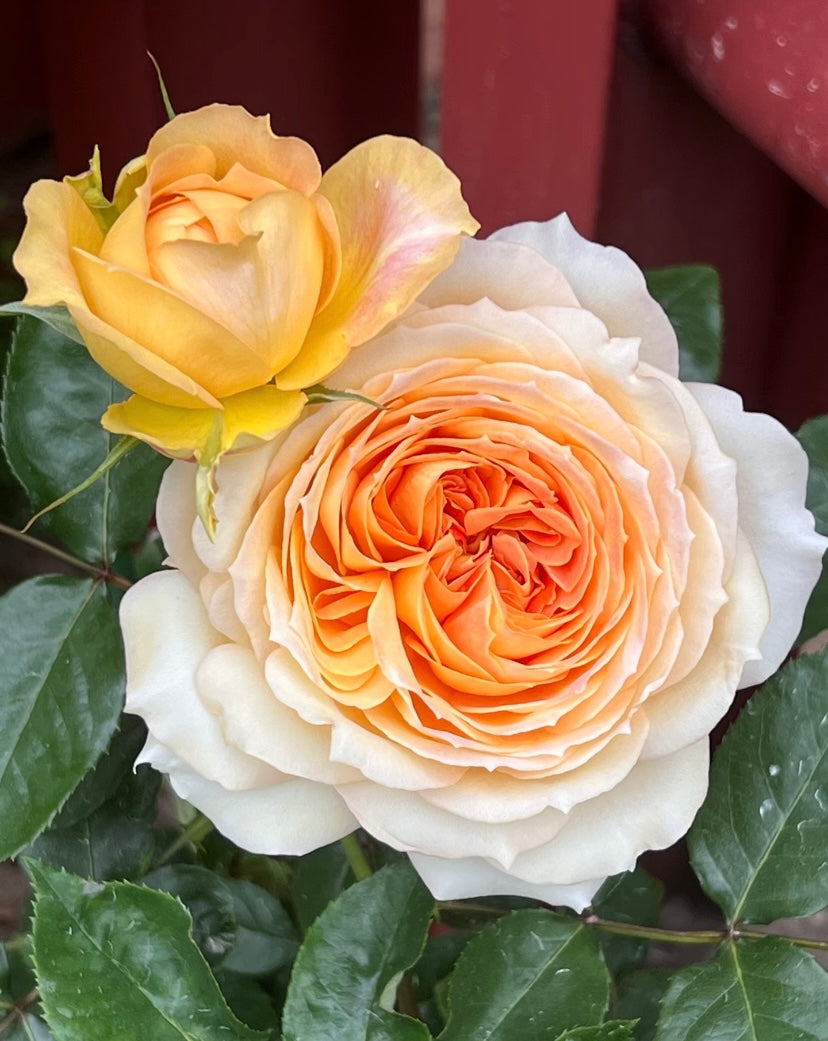 Germany Koders cream antique big flowers焦糖古董