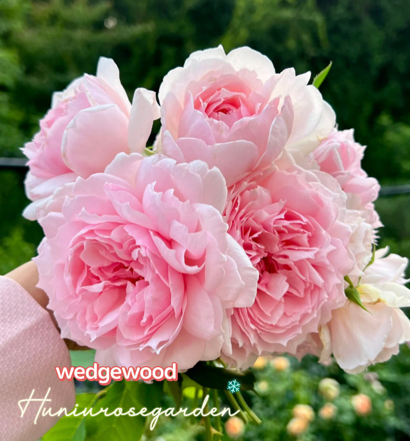 David Austin Wedgewood rose