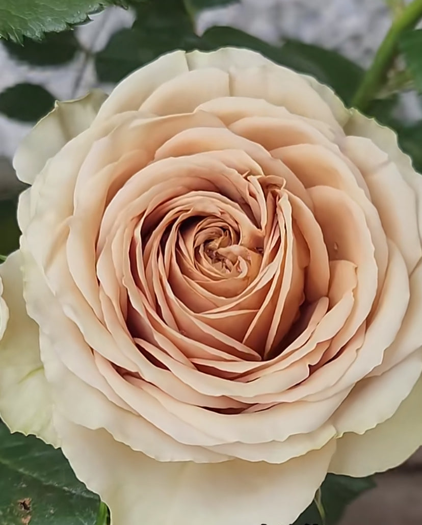 Cutting rose Teddy’s very new