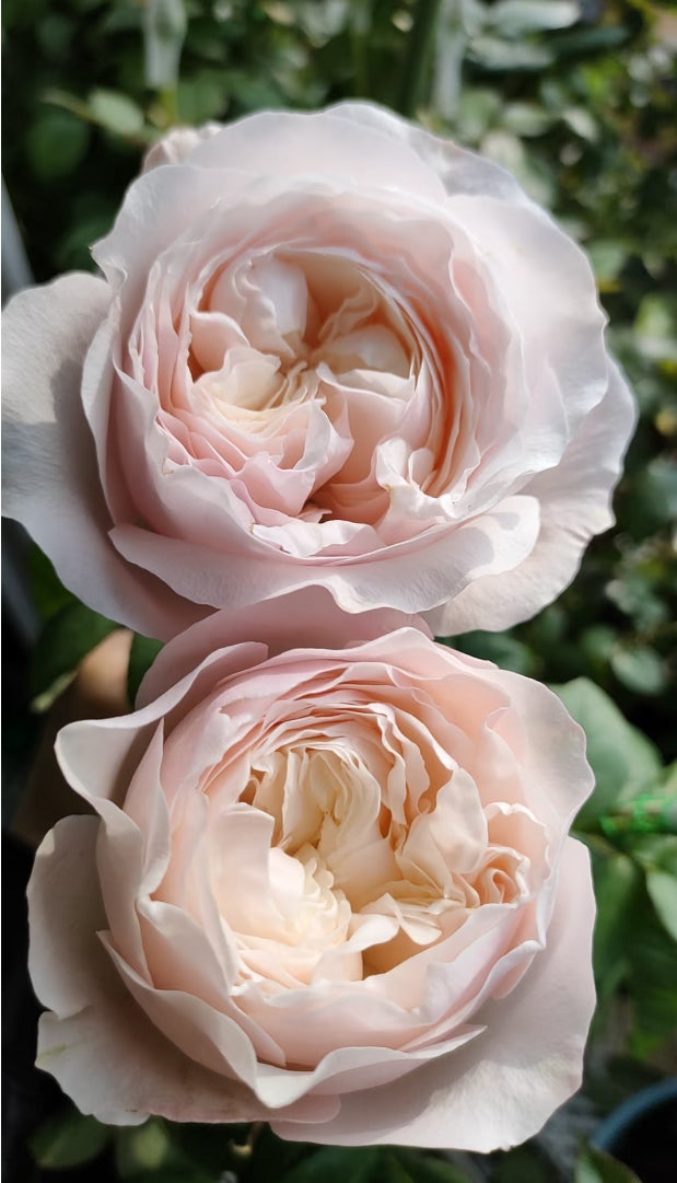 New cutting rose Katherine Harkneess English rose
