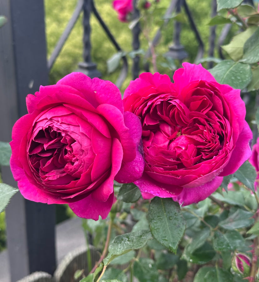 Japanese rose strong fragrance Autumn rouge