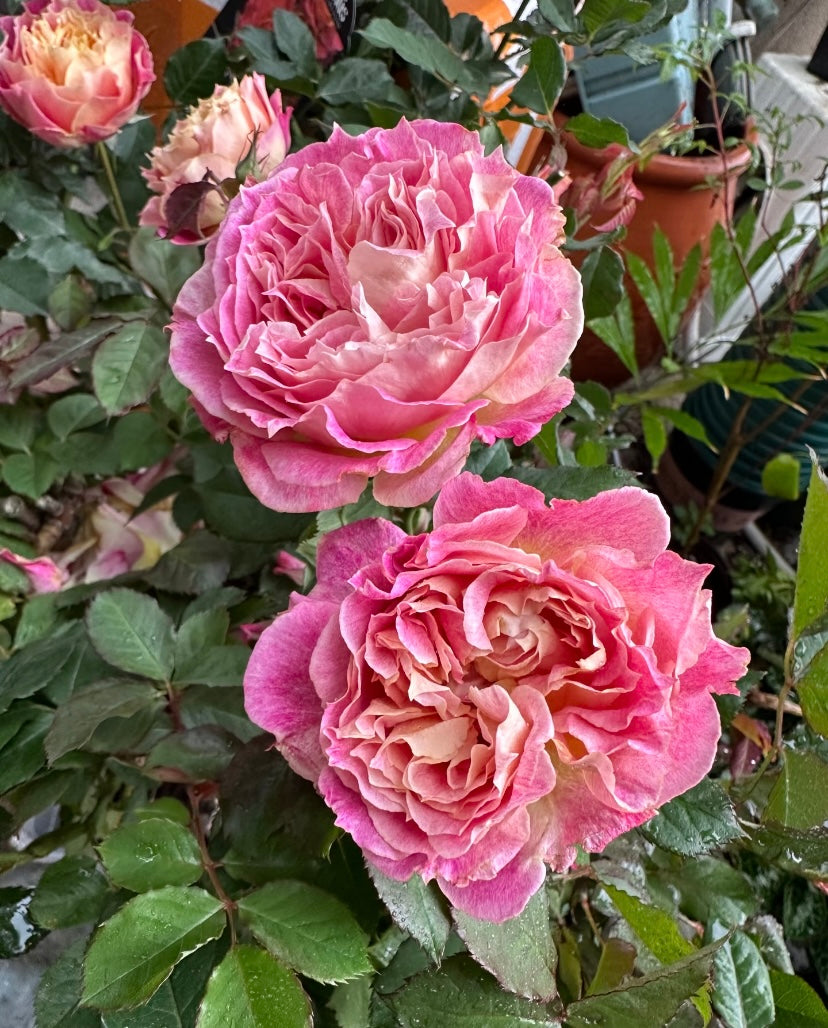 Japanese rose Chaleur colour changeable