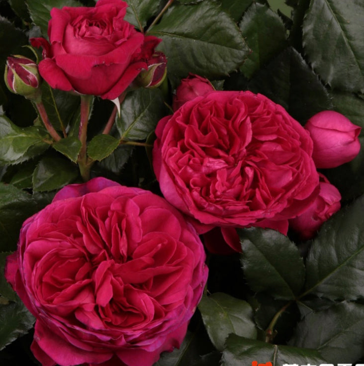 Marietta Germany Tantau