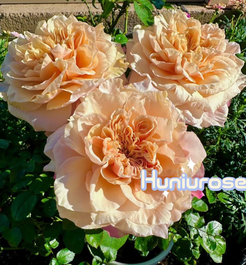 New! Issei Japanese cutting rose