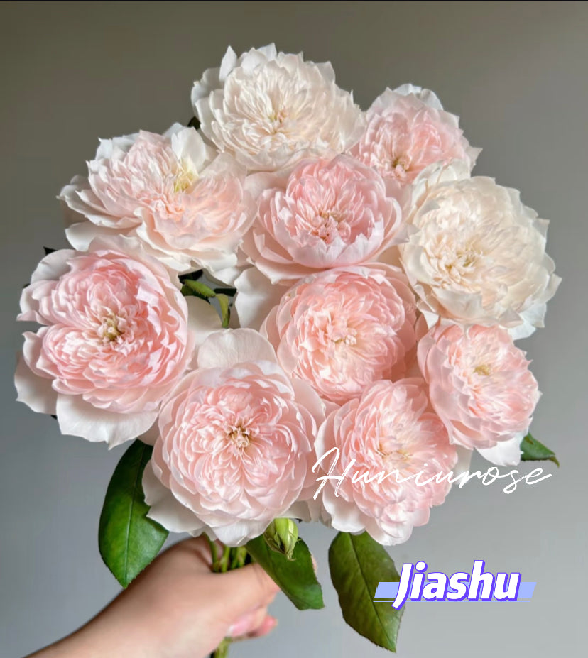 Jiashu Asia rose softly flowers