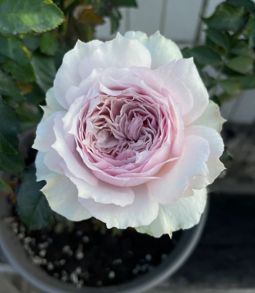 Asia rose light purple Fuyue 浮月