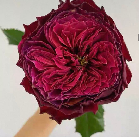 New! Magic vuvuzela cutting rose