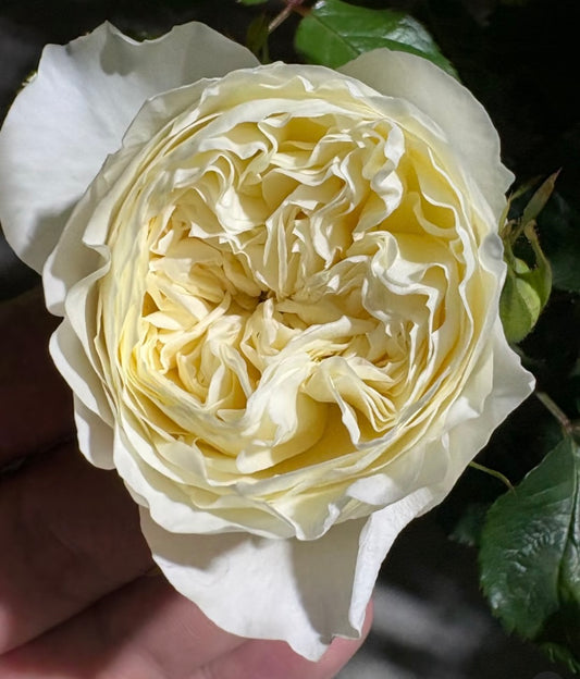 New2025 Qiongyin light yellow rose plant Chinese