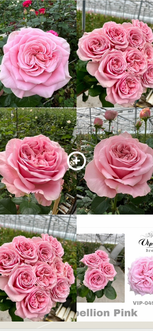 VIP 2024 new cutting rose Rebellion pink粉红叛逆