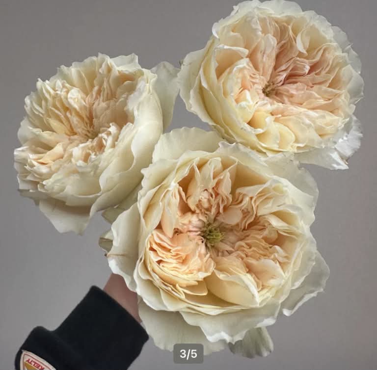 New cutting rose limited quantity Enid only for preorder