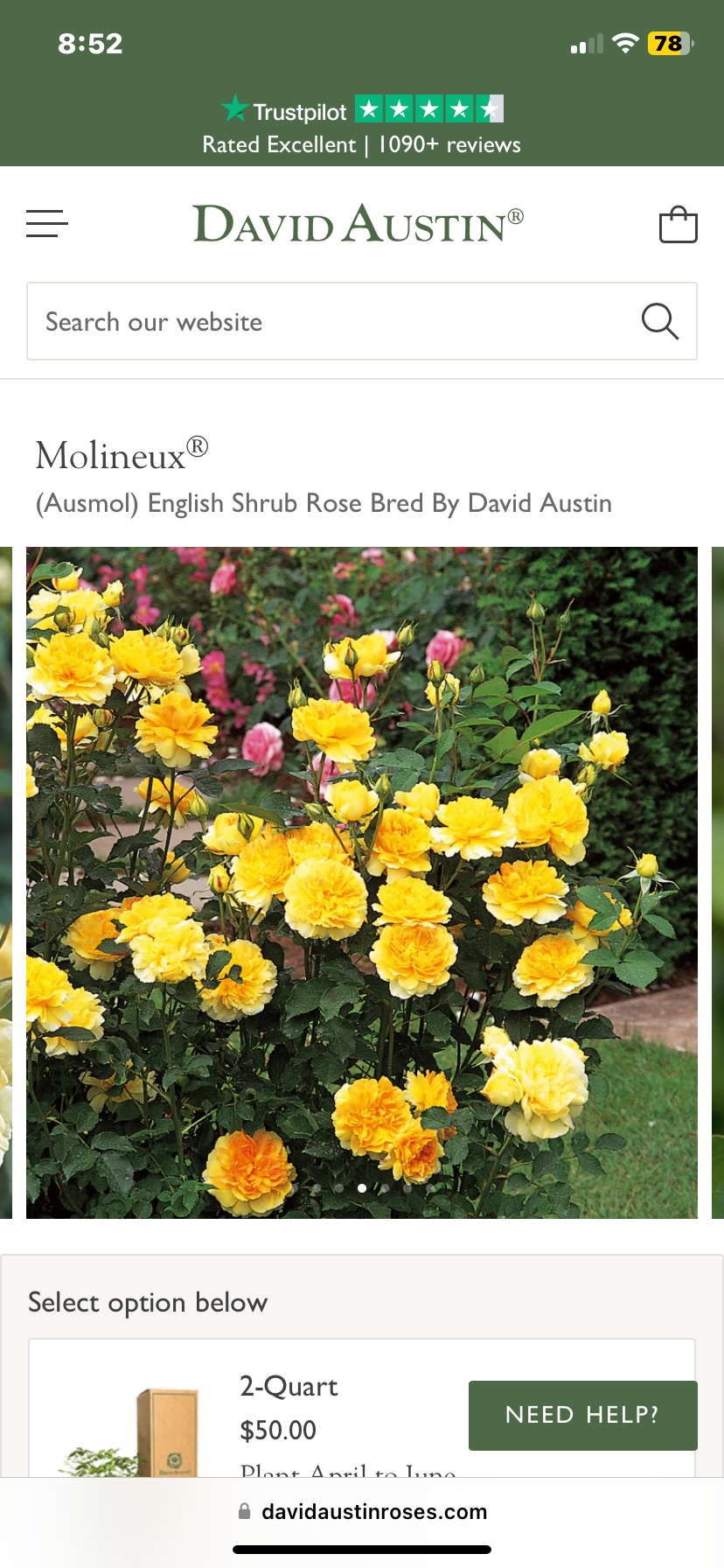 Monlineux David Austin rose