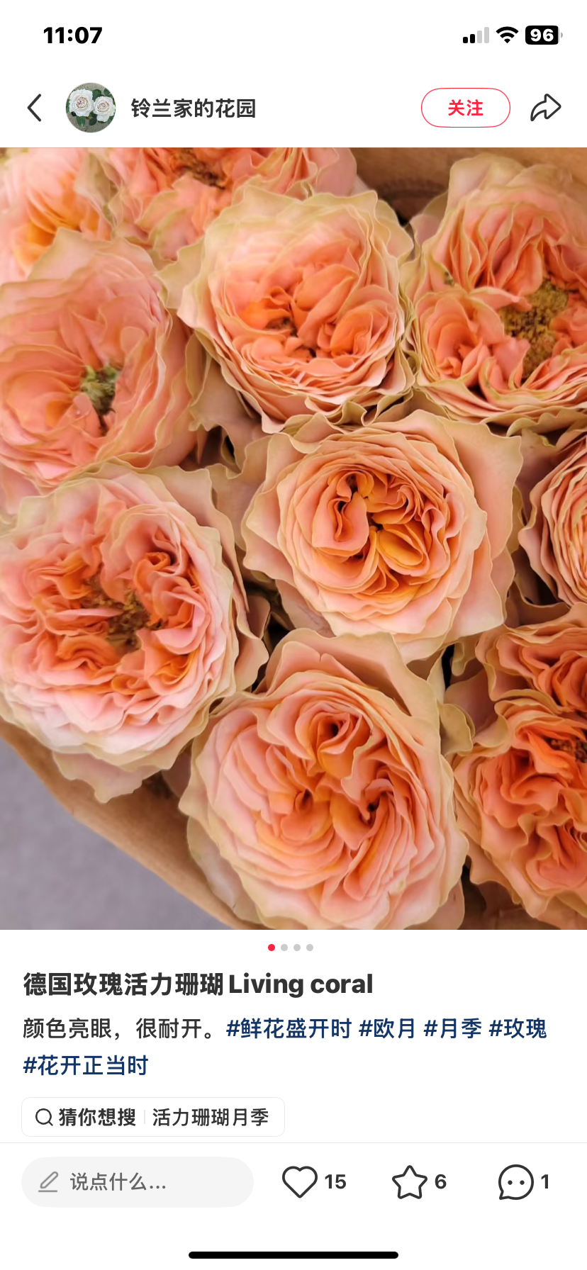 Living coral cutting rose Germany Wans