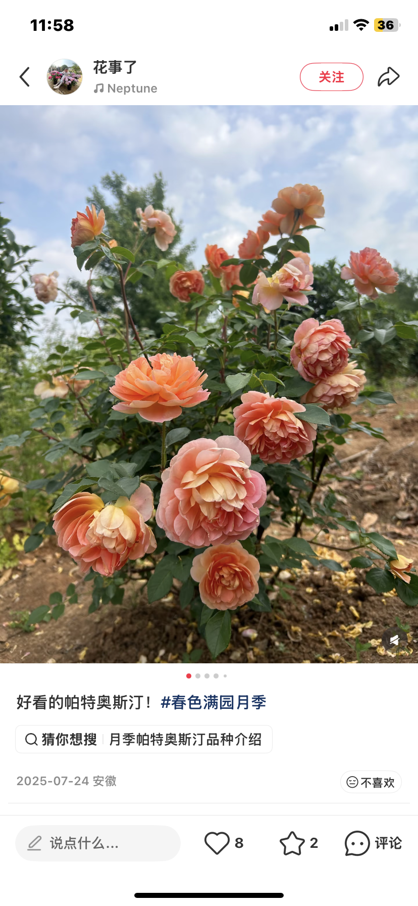 Pat Austin David Austin rose