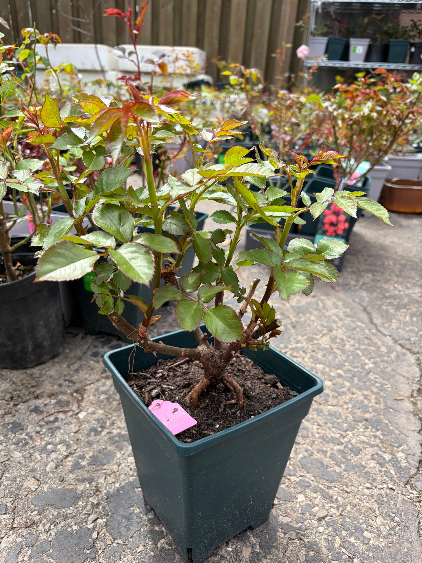 Dutch schreurs cutting rose Shangguan waer