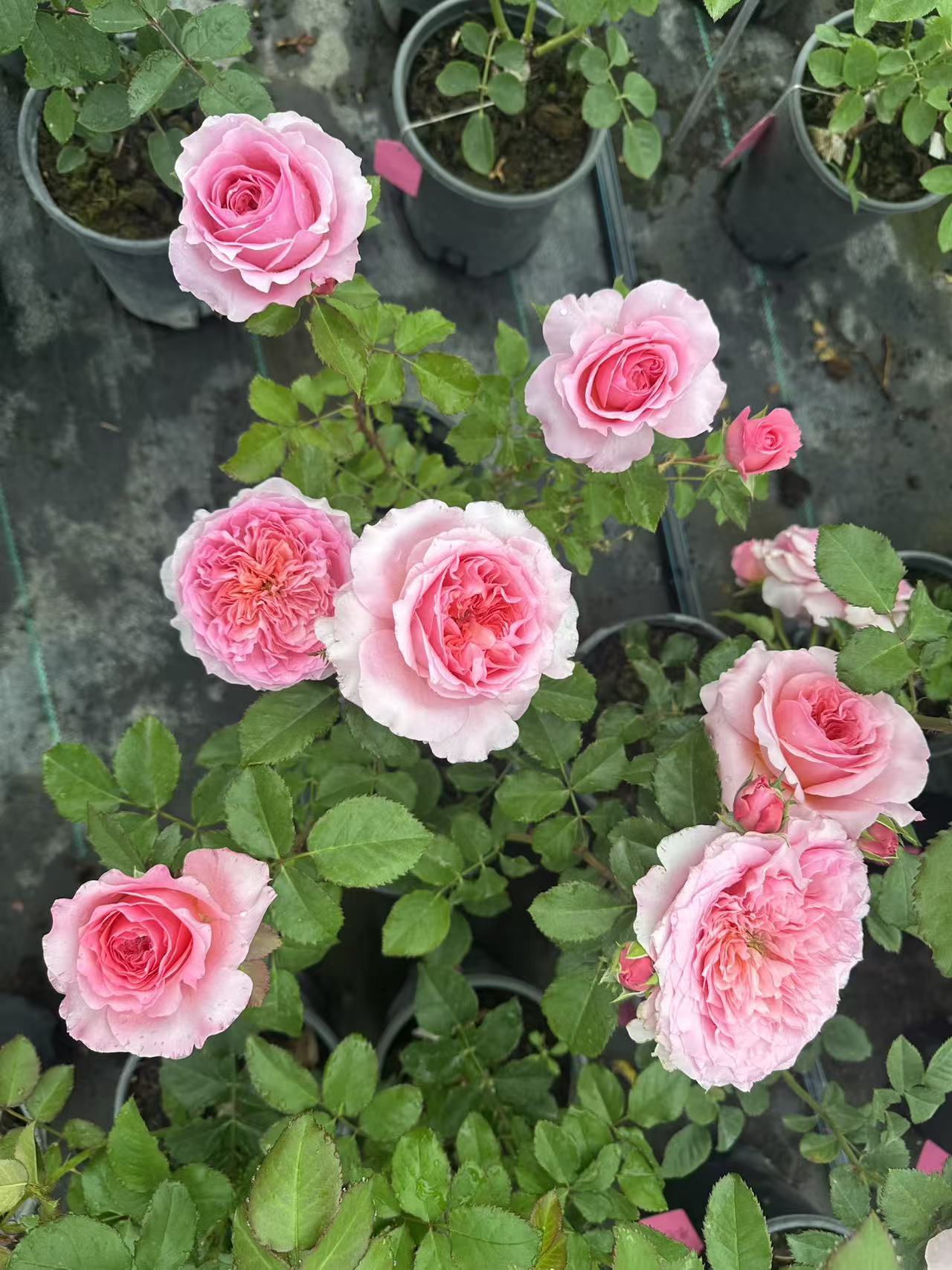 English Wedding cutting rose Millicent strong fruit Fragrance