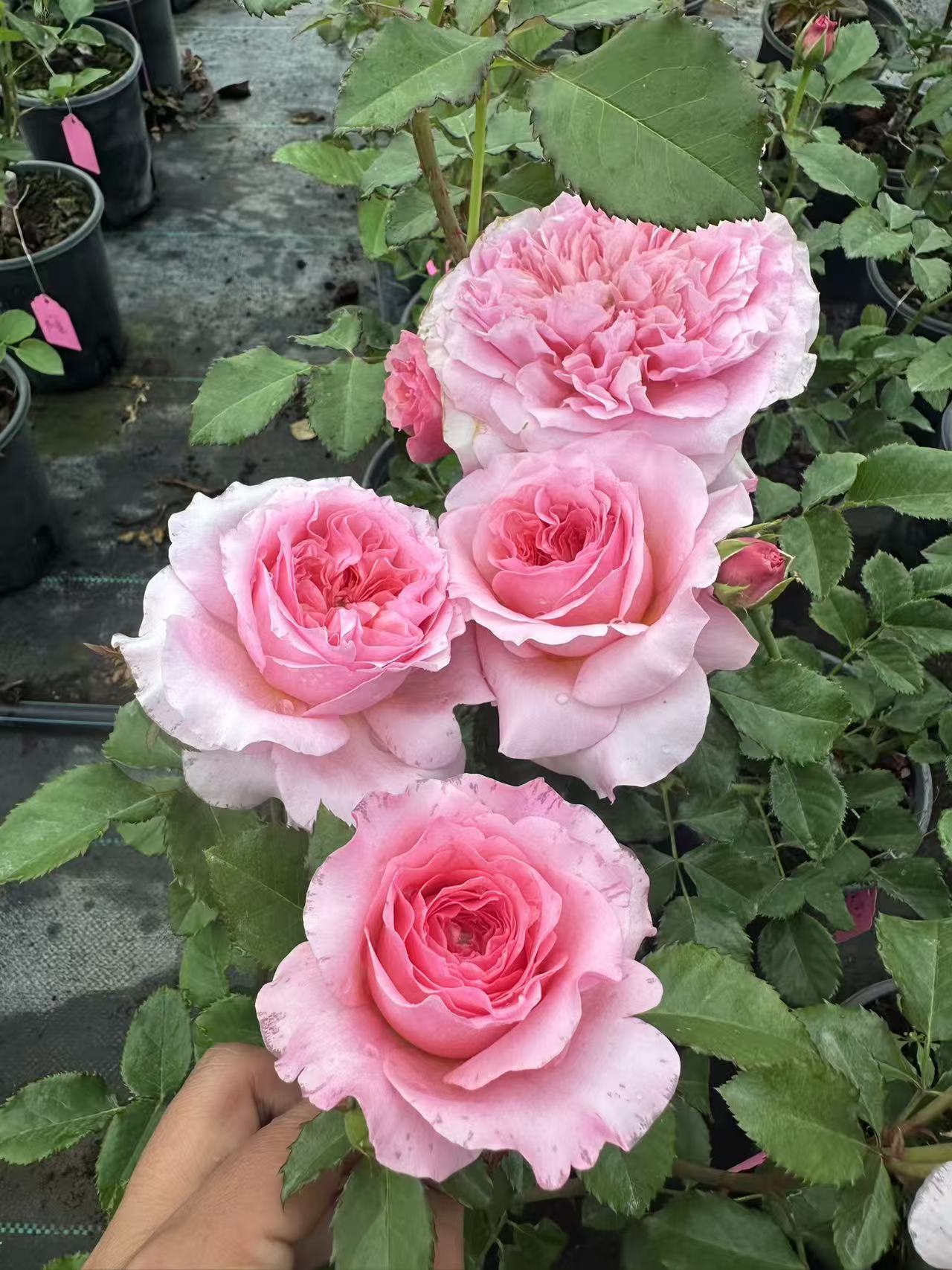 English Wedding cutting rose Millicent strong fruit Fragrance