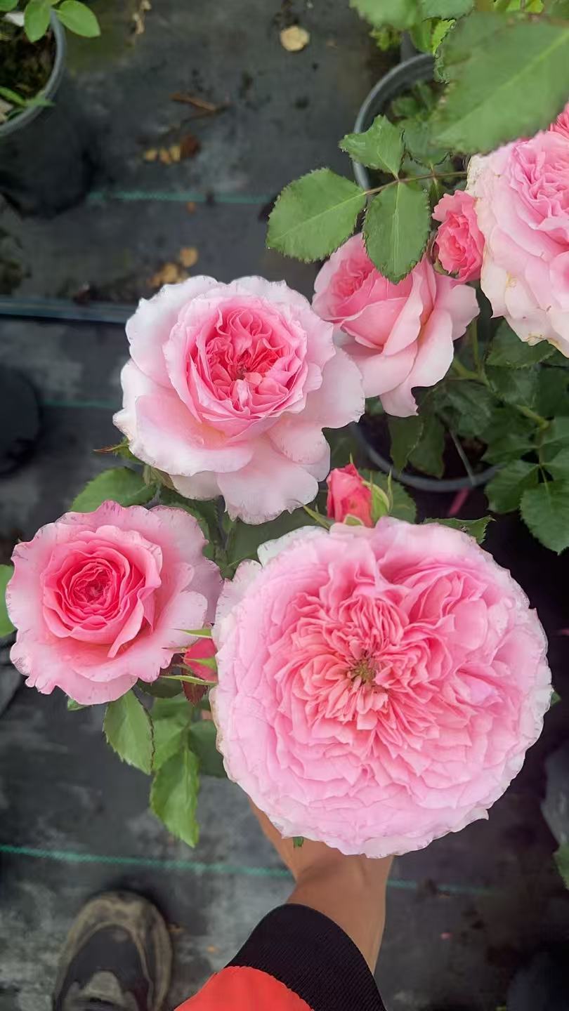 English Wedding cutting rose Millicent strong fruit Fragrance