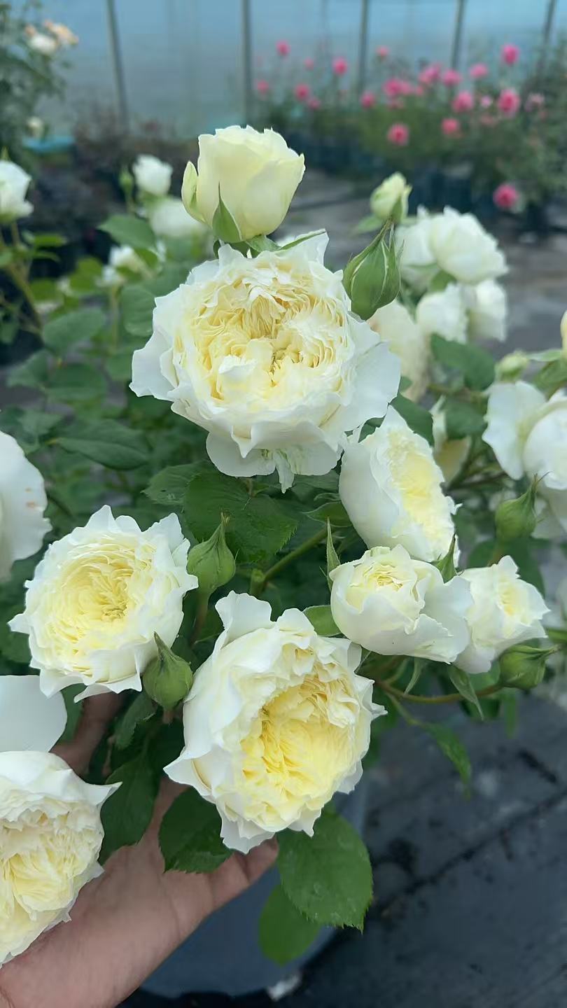 Asia 2025 new Fuguang nice petals 浮光