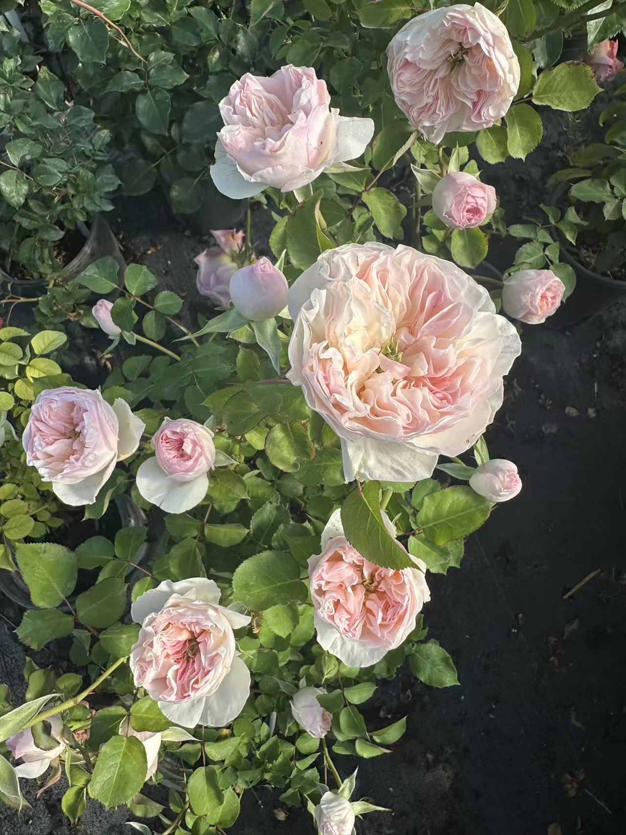 Charity rose English wedding cutting rose
