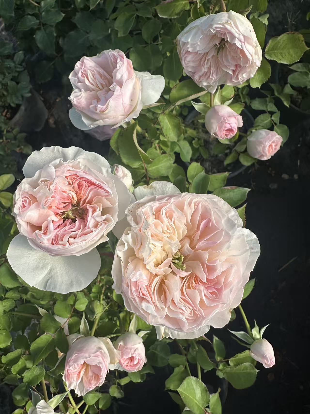 Charity rose English wedding cutting rose