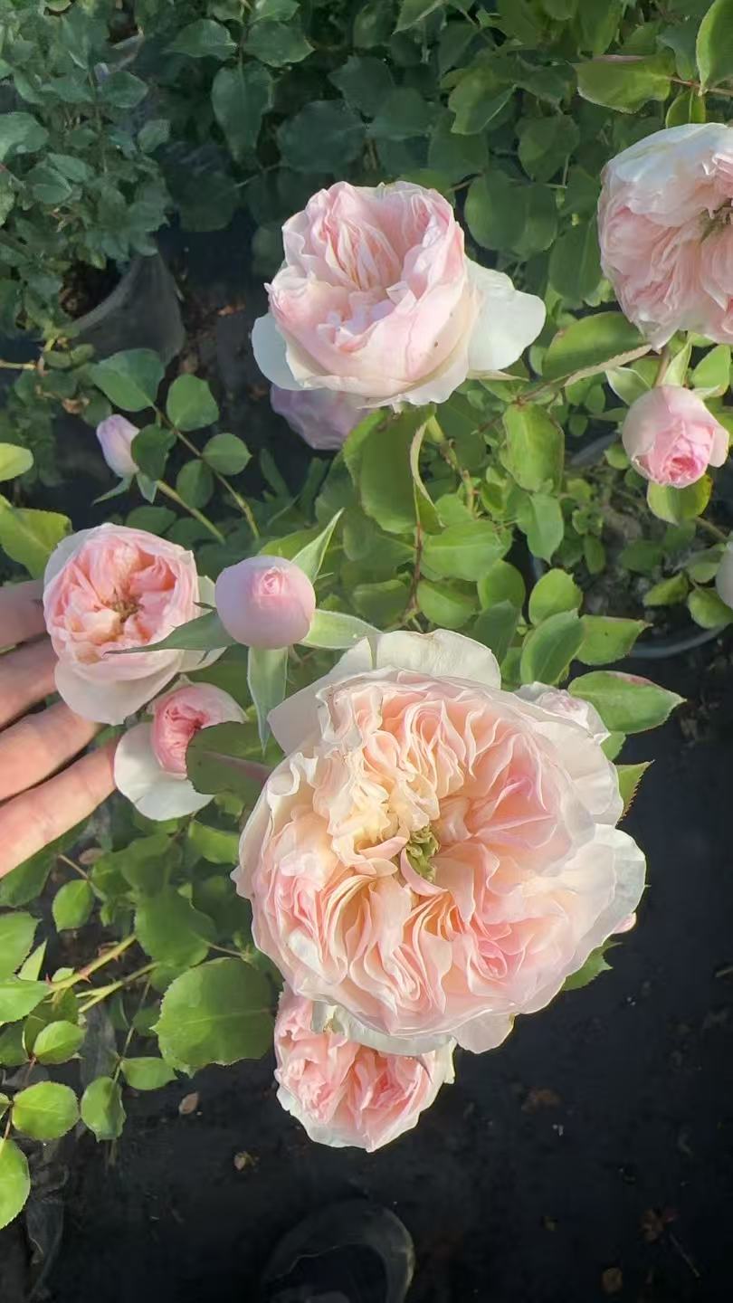 Charity rose English wedding cutting rose