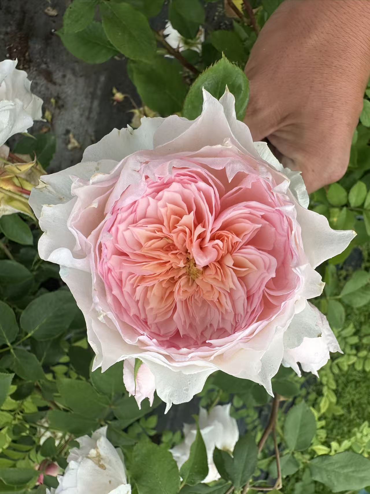 Monique Darve French rose