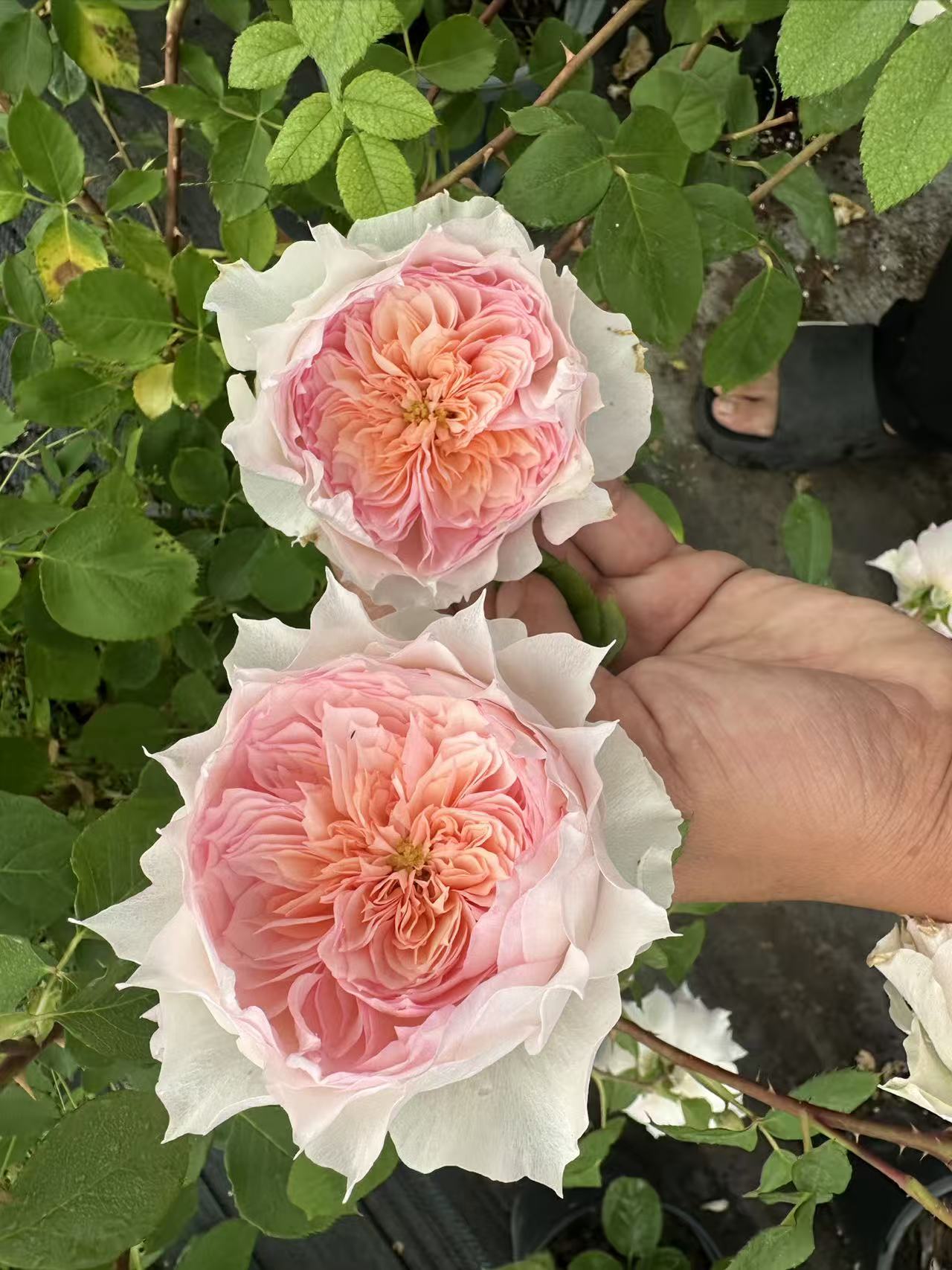 Monique Darve French rose