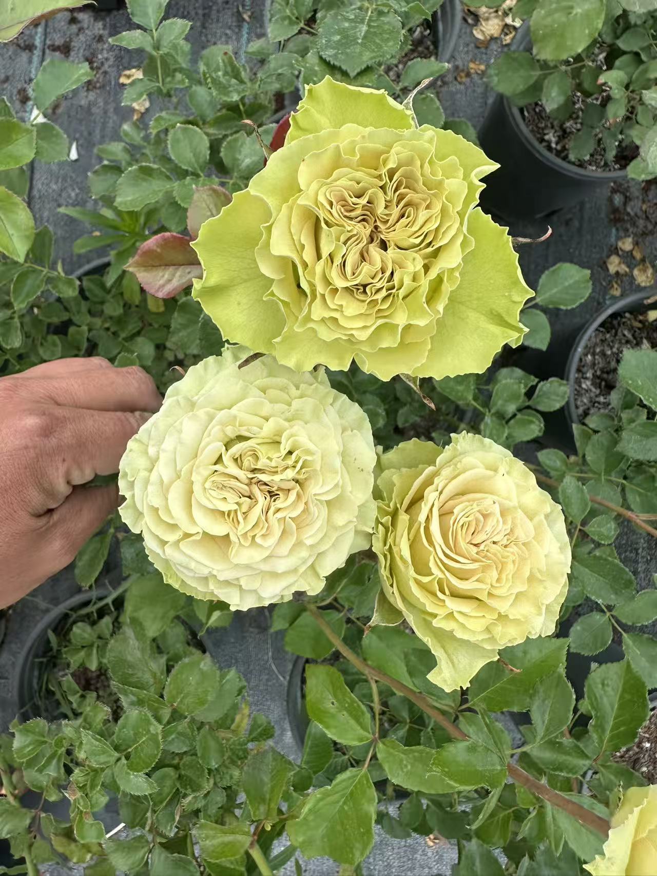 Dutch schreurs cutting rose Shangguan waer